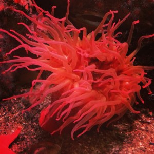 Bright red anemone at Monterey Bay Aquarium