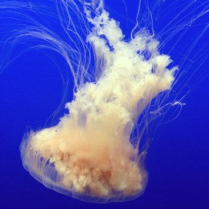 Egg Yolk Jelly at Monterey Aquarium