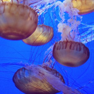 Mettle Jellies at the Monterey Bay Aquarium