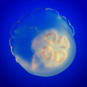Moon Jelly at Monterey Bay Aquarium