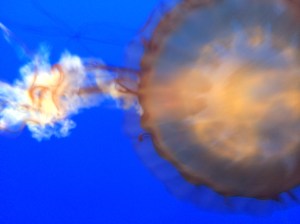 Sea Mettle Jelly at Monterey Aquarium shot with the Slow Motion app