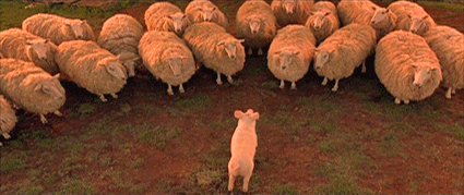 Scene from the Universal Pictures film "Babe", as the title character pig talks gives direction to a group of sheep.