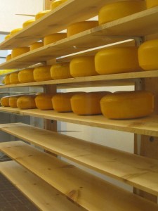 Stacks of gouda cheese wheels